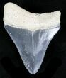 Serrated, Grey Bone Valley Megalodon Tooth #21551-1